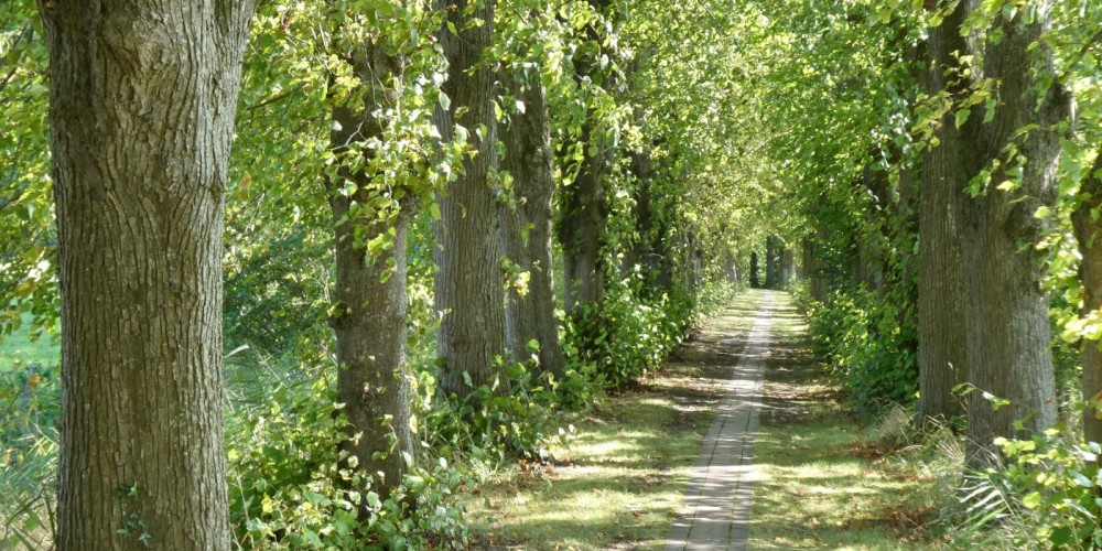 Cappel - Naturdenkmal Lindenallee